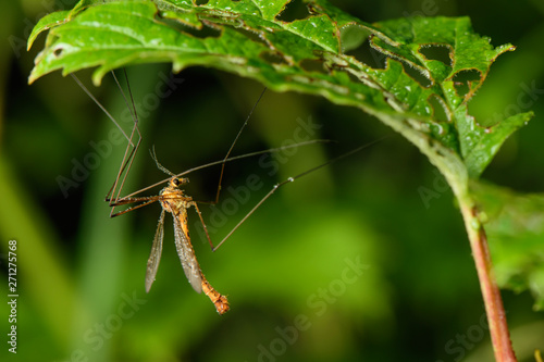 Mosquito male sitting on a leaf closeup