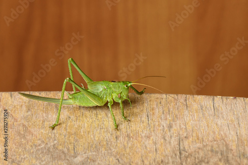 green grasshopper sitting on a wooden Board isolated closeup
