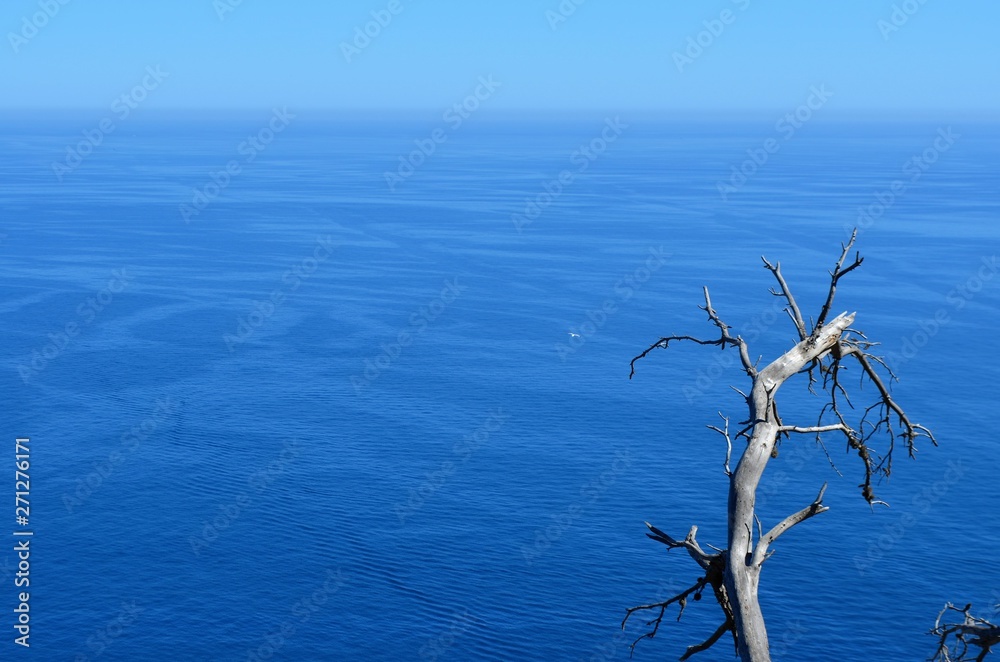 Fototapeta premium the mediterranean sea with branch
