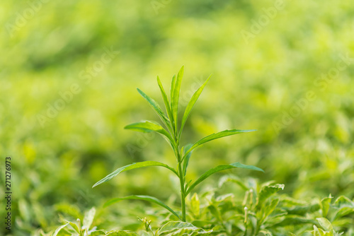 Fresh green leaves in spring season