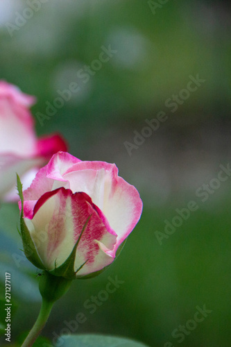 pink rose in a summer garden against a background of green leaves. copy space