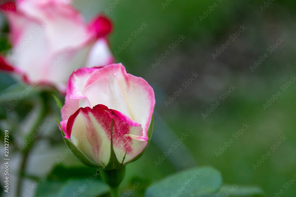 pink rose in a summer garden against a background of green leaves. copy space pink rose in a summer garden against a background of green leaves. copy space