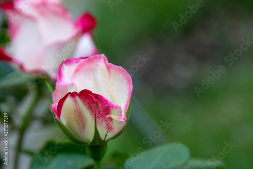 pink rose in a summer garden against a background of green leaves. copy space