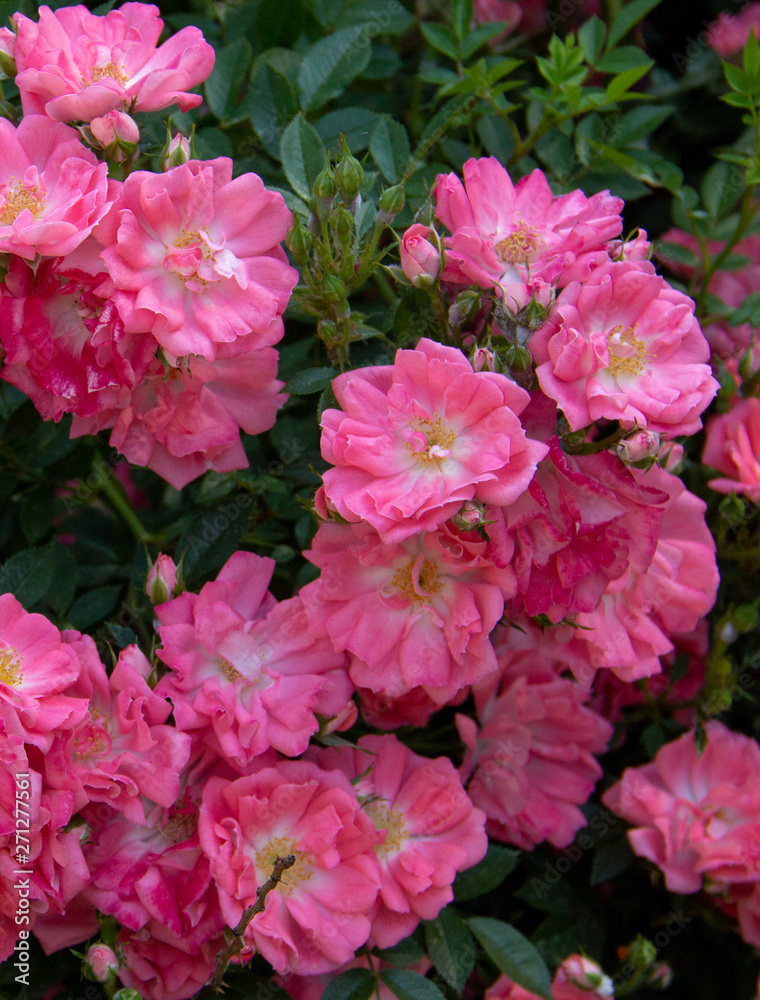 beautiful pink roses blooming in the garden beautiful pink roses blooming in the garden