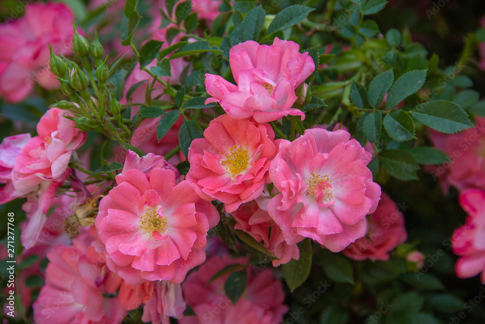 beautiful pink roses blooming in the garden beautiful pink roses blooming in the garden