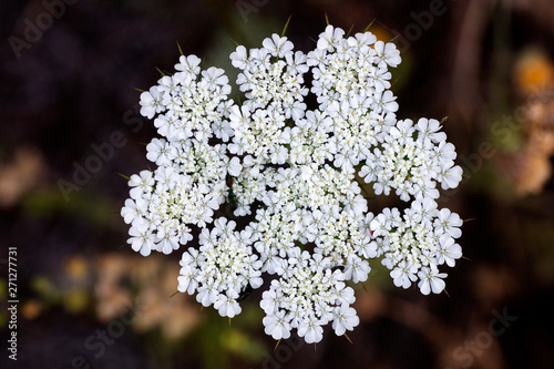 Tordylium maximum flower macro background fine art in high quality prints products 50,6 Megapixels photo
