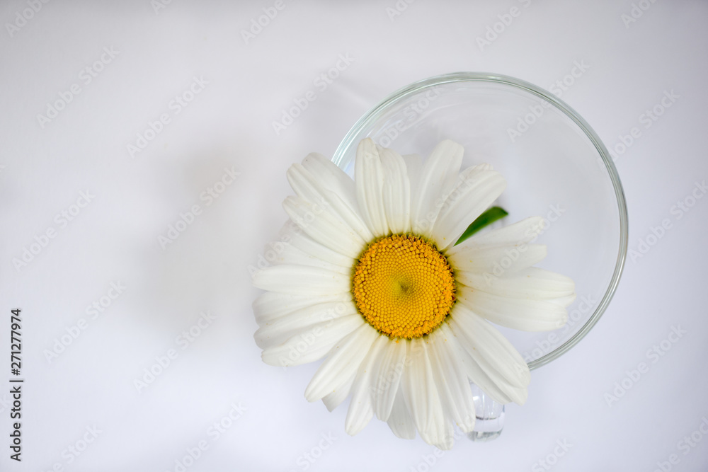 Obraz premium Transparent glass cup with chamomile 6