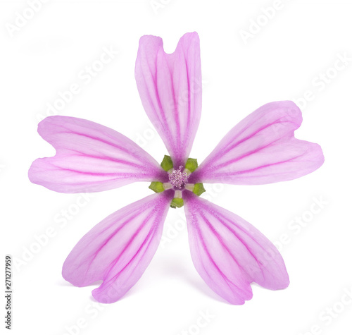 Mallow  (Malva Sylvestris)