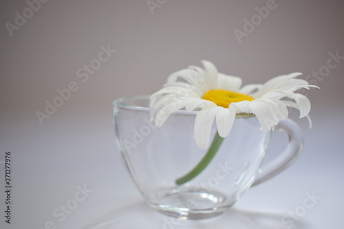 Transparent glass cup with chamomile 7 © Oleg