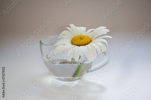 Transparent glass cup with chamomile and water 5 © Oleg