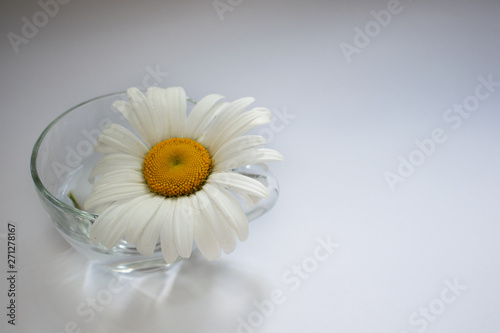 Transparent glass cup with chamomile and water 6 © Oleg