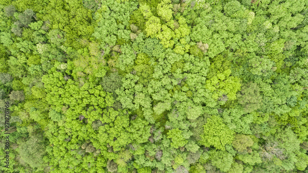 Beautiful green forest, background. Top view