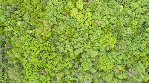 Beautiful green forest  background. Top view