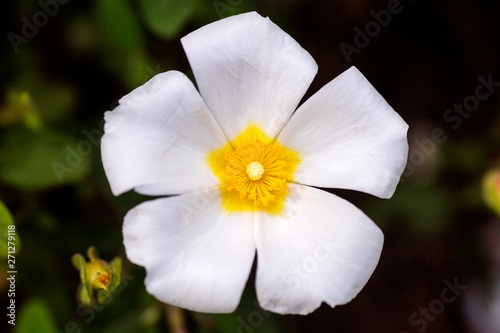 Cistus salvifolius macro background fine art in high quality prints products 50,6 Megapixels photo