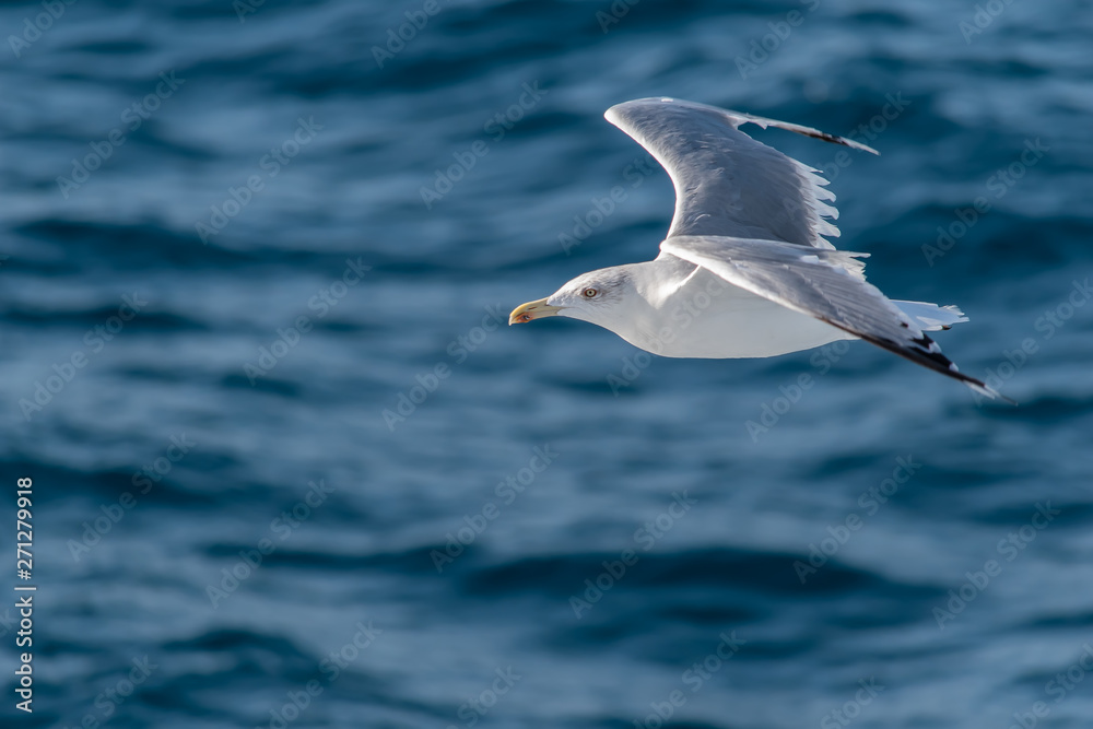 Seagull flying over blue sea Seagull flying over blue sea