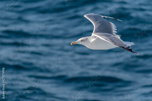 Seagull flying over blue sea © Victor Vranski