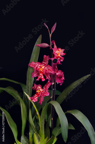 Odontioda Stirbic orchid. Cochlioda x Odontoglossum . Orchids flowers on banch on black background. Flowers of blossoming oncidium orchid. photo