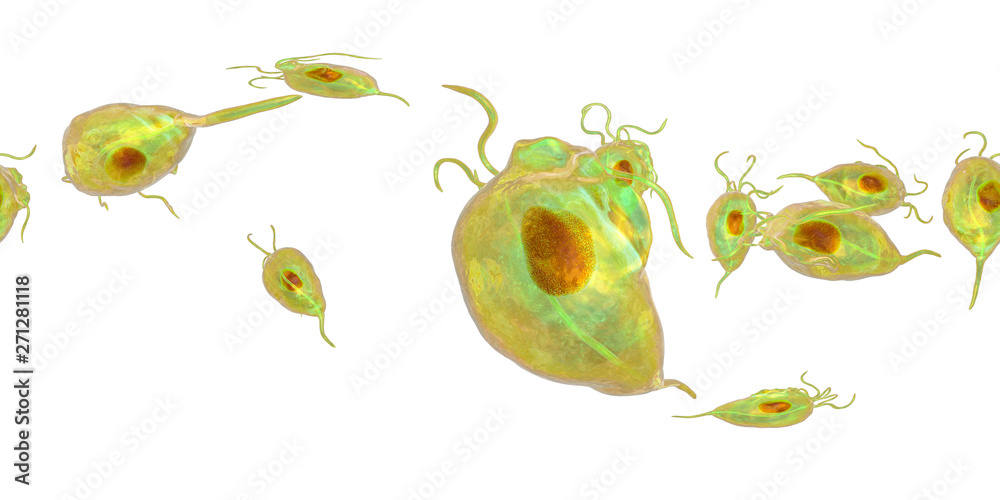 Trichomonas vaginalis protozoan, 360-degree spherical panorama view, 3D illustration. A parasite that causes trichomoniasis, sexually transmitted infection in men and women