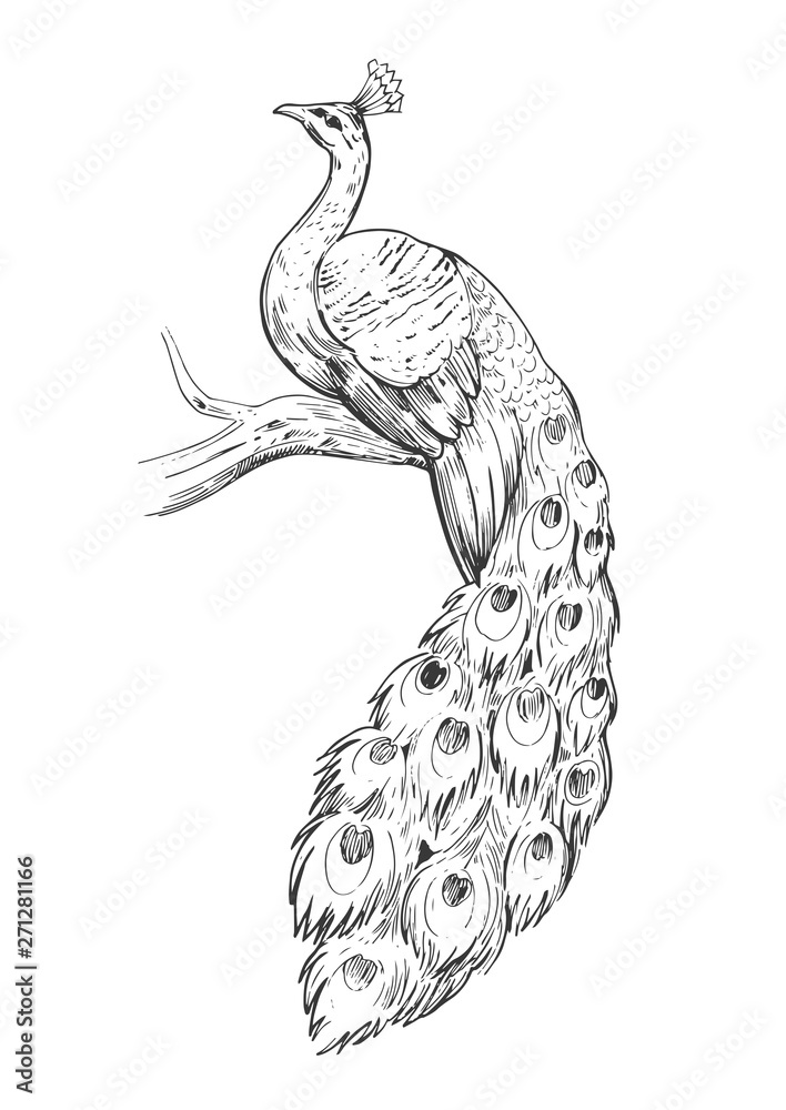 Sketch of peacock. Hand drawn illustration converted to vector Stock Vector  | Adobe Stock