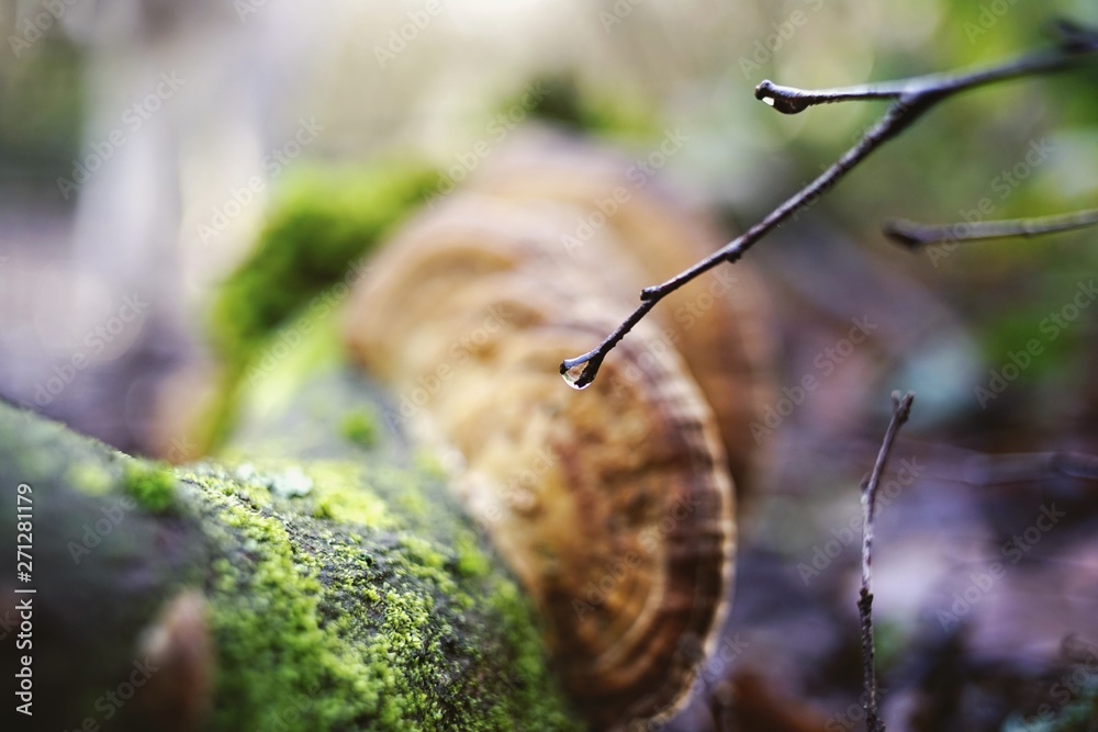 Obraz premium forest details 