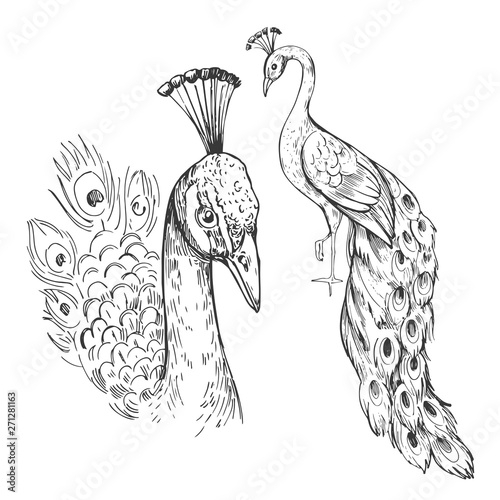 Sketch of peacock. Hand drawn  illustration converted to vector