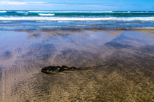 Volcanic rock formations dot the beach shore line, Piha Beach, Auckland, New Zealand photo