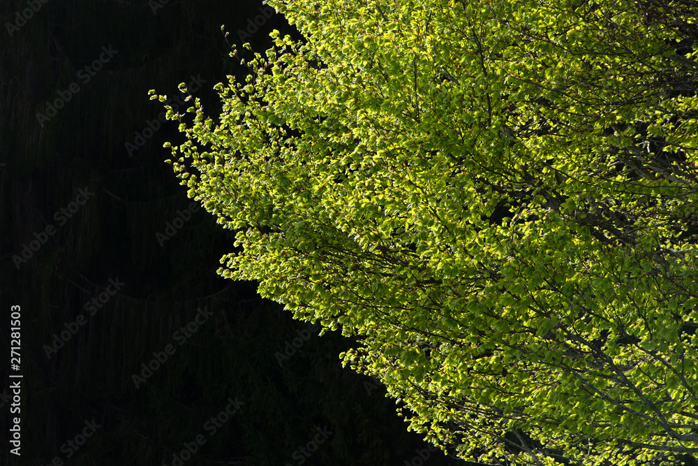 Green leafs at a tree illuminated by sunlight and separated from dark background.