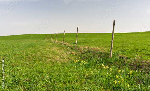Green meadow in spring with some yellow flowers and fence posts