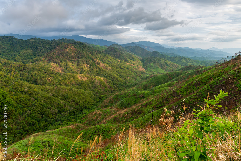 Fototapeta premium Complexity of mountain landscape and tree diversity of forest with beautiful low clouds on top - weeds and shrubs in foreground
