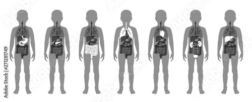  illustration of child internal organs in boy body