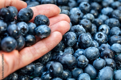 Hand hält frische Blaubeeren, viele Beeren daneben