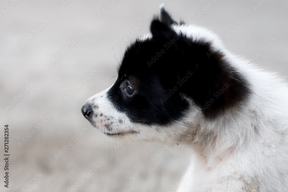 portrait of a dog Dogs a stray white puppy a black face is sad dog sitting on the side of the road dogs are left naturally sad animal eyes portrait of a dog Dogs a stray white puppy a black face is sad dog sitting on the side of the road dogs are left naturally sad animal eyes