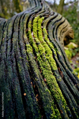 moss on tree