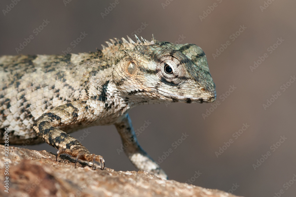 Lizard. Yala national Park, Sri Lanka.