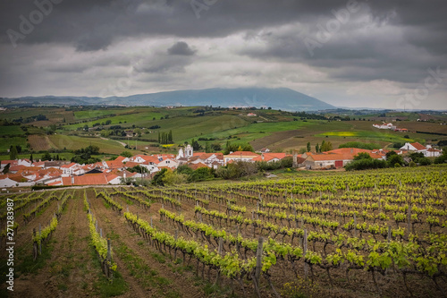 Vineyard Landscape