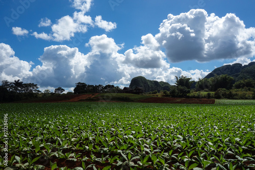 Tobacco plantation in the famous tourist destination and UNESCO Heritage Vinales valley, Pinar Del Rio, Cuba