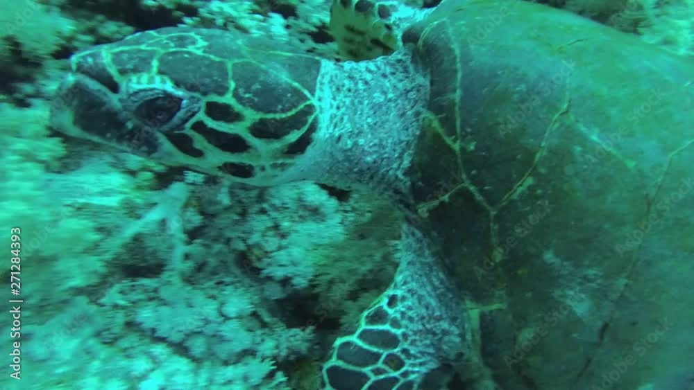 The turtle is in no hurry (walk through the Red Sea) The turtle is in no hurry (walk through the Red Sea)