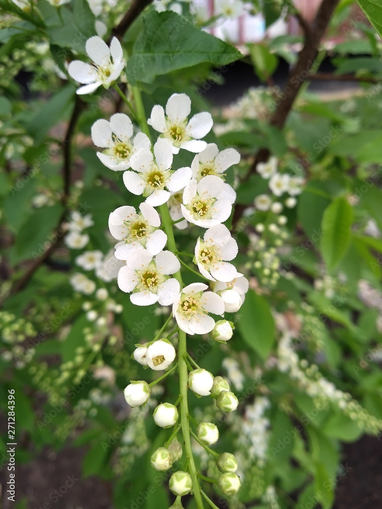 Blooming white trees Blooming white trees