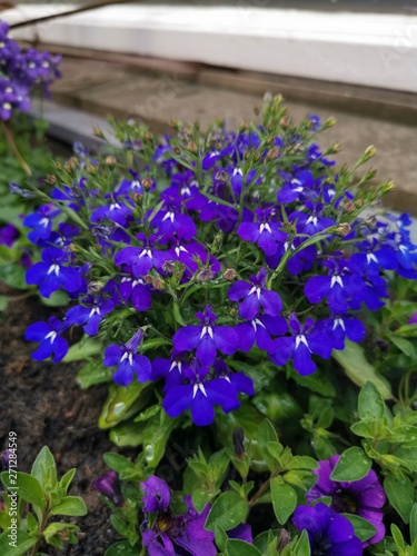 blue flowers in garden