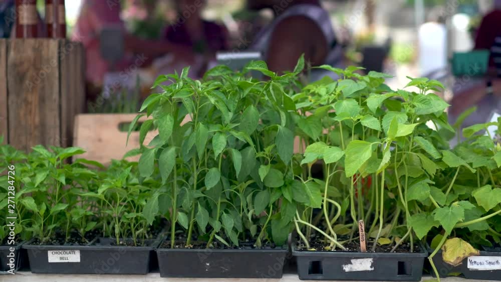Slide to left showing tomatillo plants with people blurry in background at a farmers market. Slide to left showing tomatillo plants with people blurry in background at a farmers market.