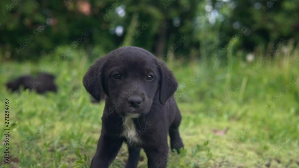 Mongrel puppy, black coloring go on the grass slow Mongrel puppy, black coloring go on the grass slow
