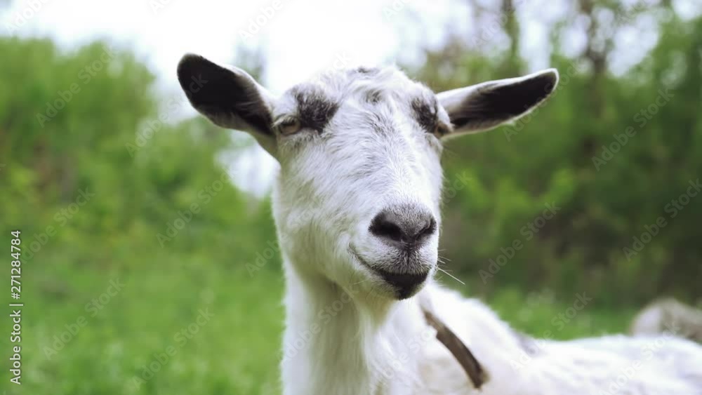Curious happy white goat grazing in park. Portrait of funny goat. Farm animal looking at camera. Curious happy white goat grazing in park. Portrait of funny goat. Farm animal looking at camera.