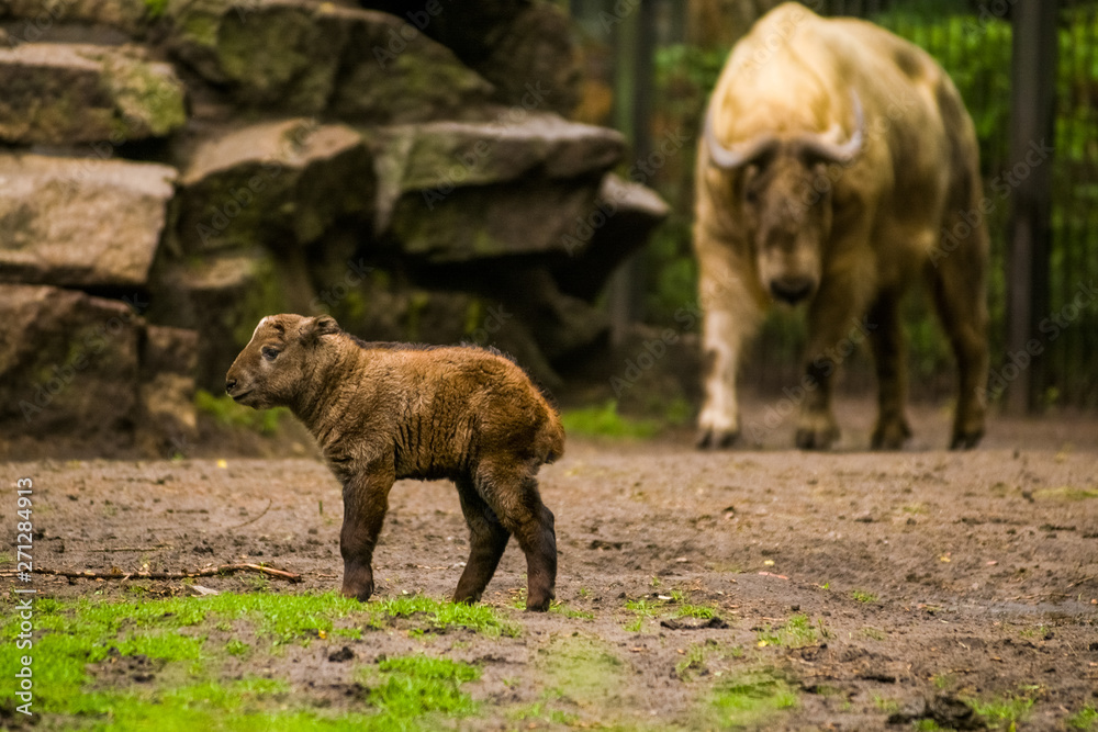 16.05.2019. Berlin, Germany. Zoo Tiagarden. The small child of a buffalo walks across the territory near family. Baby. 16.05.2019. Berlin, Germany. Zoo Tiagarden. The small child of a buffalo walks across the territory near family. Baby.