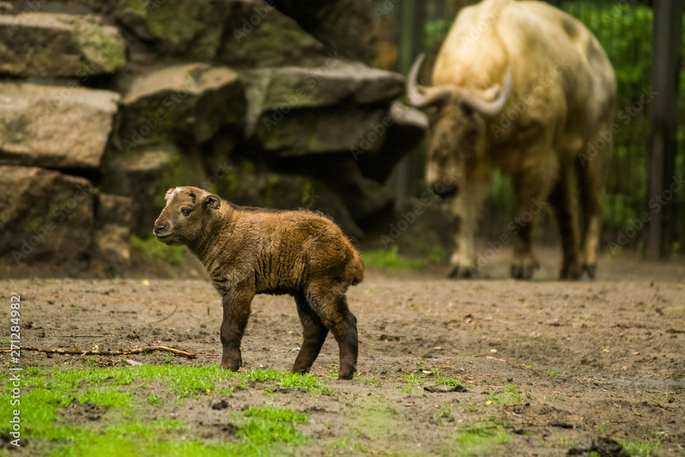 16.05.2019. Berlin, Germany. Zoo Tiagarden. The small child of a buffalo walks across the territory near family. Baby. 16.05.2019. Berlin, Germany. Zoo Tiagarden. The small child of a buffalo walks across the territory near family. Baby.