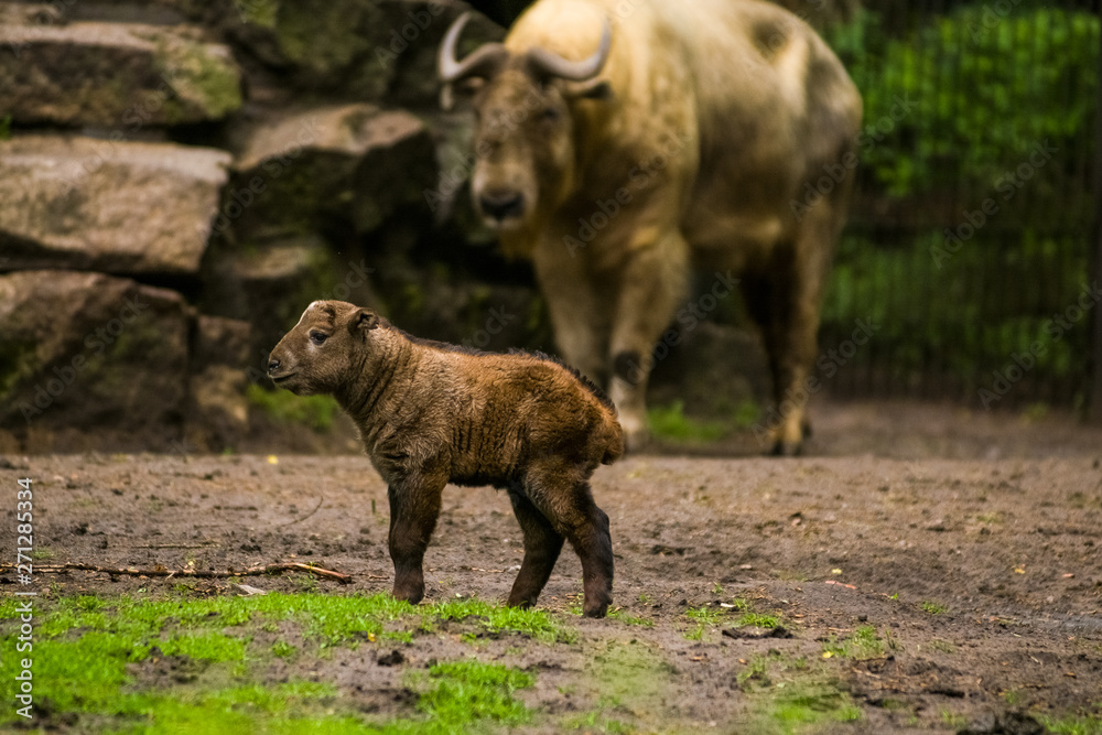 16.05.2019. Berlin, Germany. Zoo Tiagarden. The small child of a buffalo walks across the territory near family. Baby. 16.05.2019. Berlin, Germany. Zoo Tiagarden. The small child of a buffalo walks across the territory near family. Baby.