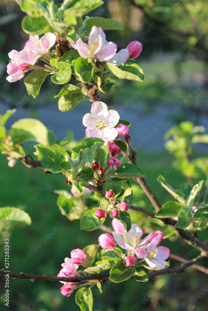 Vertical photo of pink and white apple blossoms on a branch with a bokeh background. Vertical photo of pink and white apple blossoms on a branch with a bokeh background.