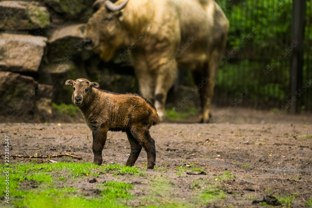 16.05.2019. Berlin, Germany. Zoo Tiagarden. The small child of a buffalo walks across the territory near family. Baby.