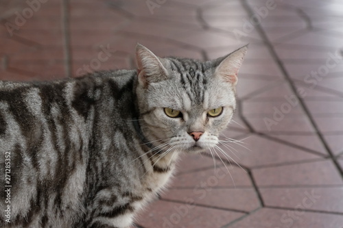 Fototapeta Naklejka Na Ścianę i Meble -  Gray cat on the street he looking dog.