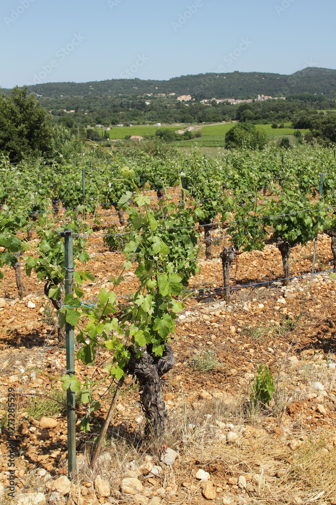 Vignes de l'Hérault