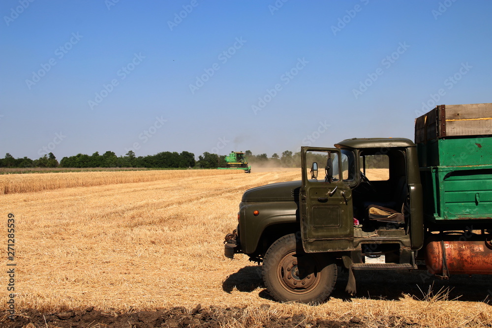 Obraz premium Cutting wheat